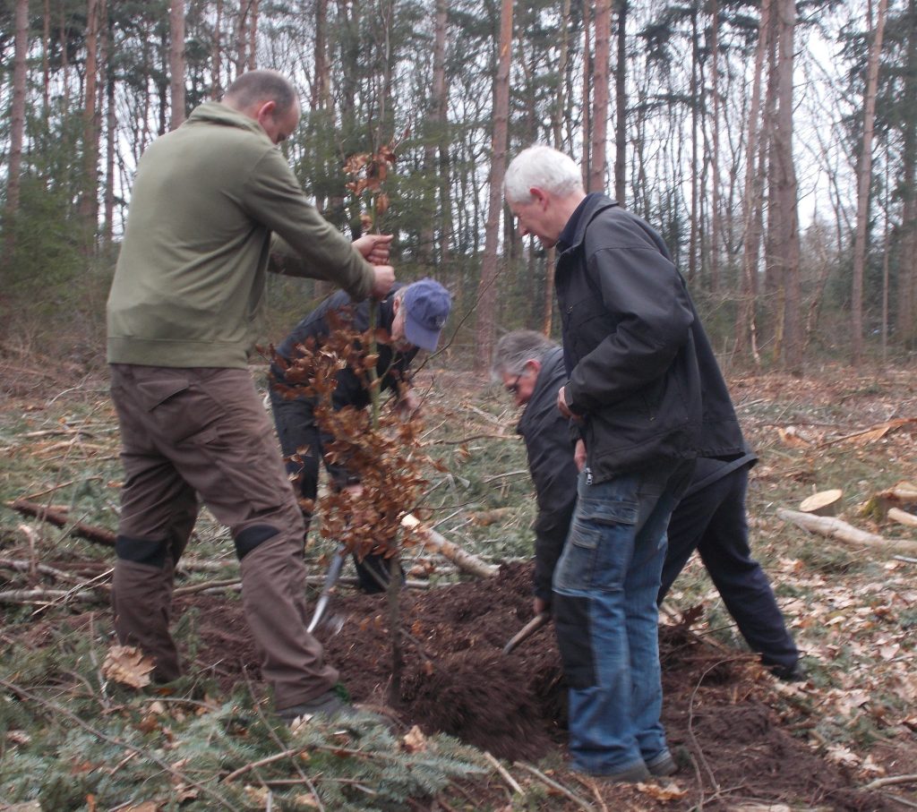 Bomen plant